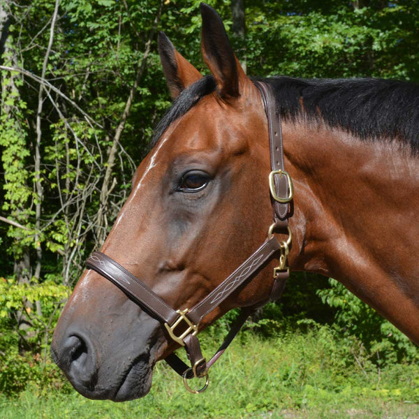 Country Pride Aurora Fancy Stitched Padded Leather Halter with Matching Lead